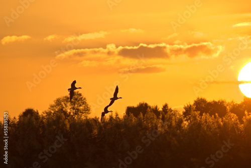 Sunset of flying birds, geese departing with sunset on the background. Greylag gooses flying in the air. 