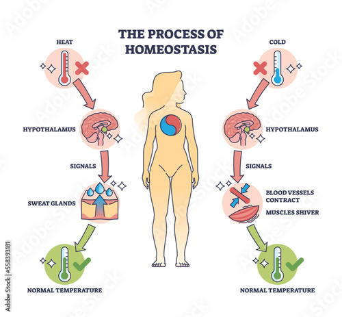 Process of homeostasis as human body temperature regulation outline diagram. Labeled educational medical and anatomical explanation for heat or cold balance for normal physiology vector illustration.