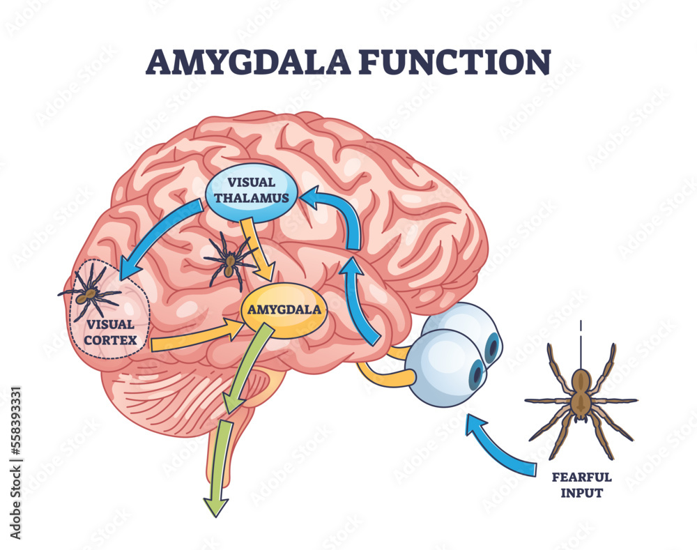 Plakat Amygdala function with brain response to fear stimulus outline ...