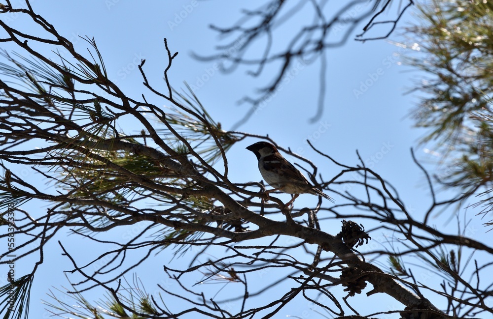 Sparrow bird in pine tree and sky background Sparrow bird in pine tree and sky background