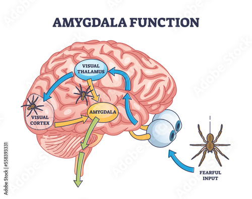 Amygdala function with brain response to fear stimulus outline diagram. Labeled educational medical scheme with fearful threat input, visual thalamus and cortex connection process vector illustration