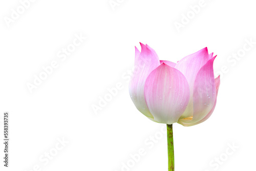 Indian Lotus blooming isolated on transparent background png file  