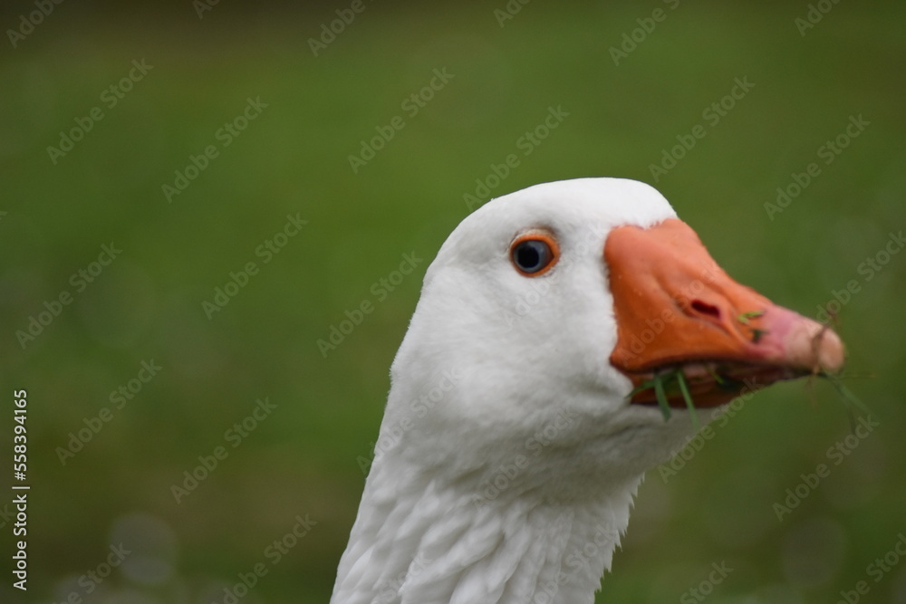 white goose with blue eyes on the grass eating grass