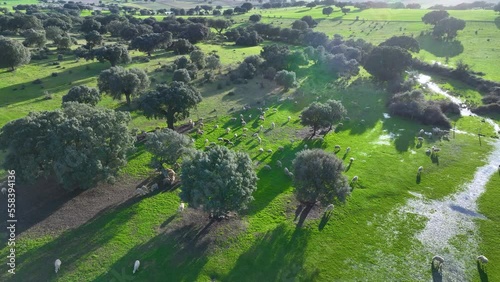 Flock of sheep in the holm oak pasture between Zamayon and Valdelosa. Aerial view from a drone. Charro Field. Salamanca. Castile and Leon. Spain. Europe photo