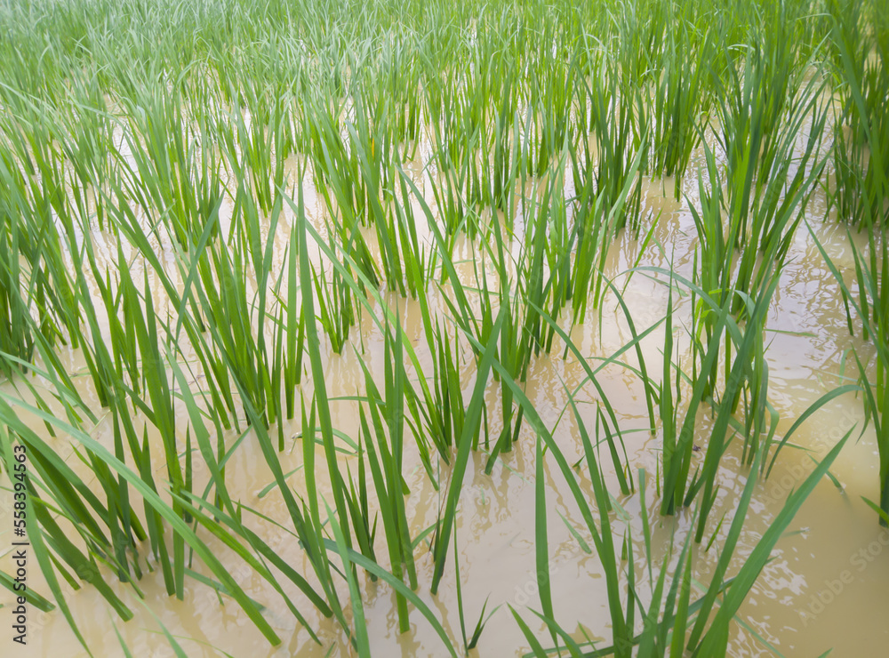 Fototapeta premium Paddy fields that almost drowned due to flooding caused by high rainfall 