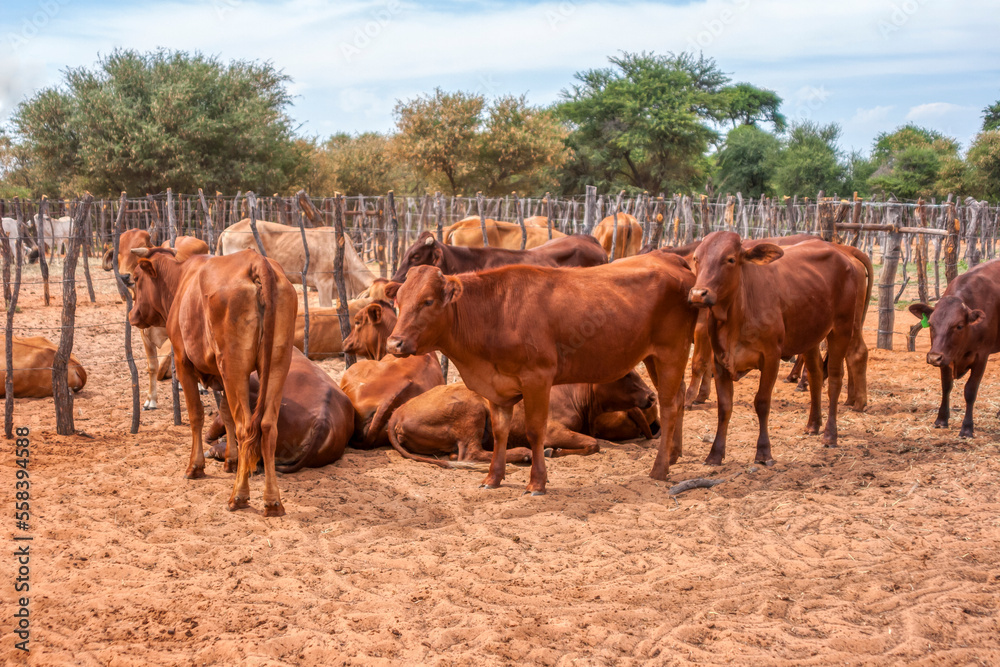 Obraz premium cattle in the kraal