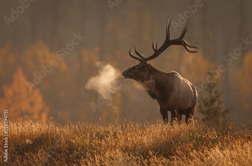 Bull Elk during the rut in the Canadian Rockies