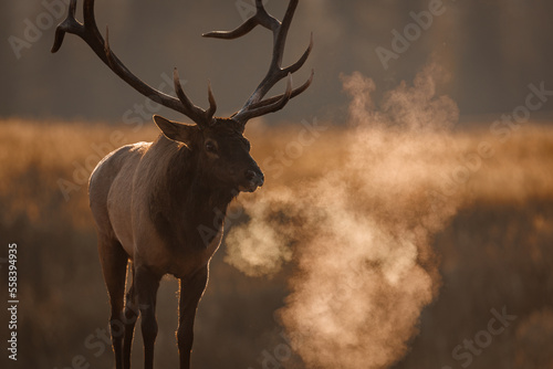 Bull Elk during the rut in the Canadian Rockies