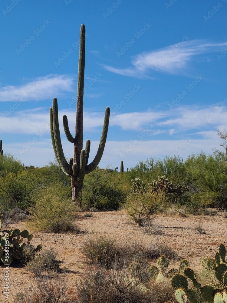  saguaro cactus