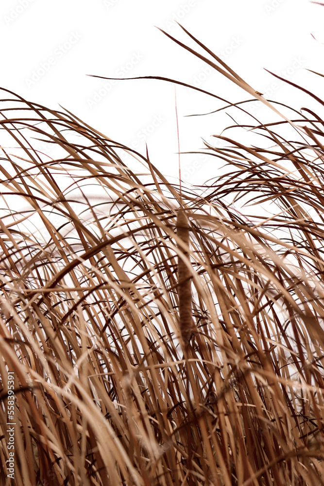 Fototapeta premium close up of wheat ears