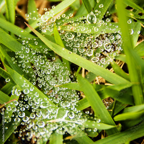 Gotas de água do orvalho da madrugada sobre grama verde. photo