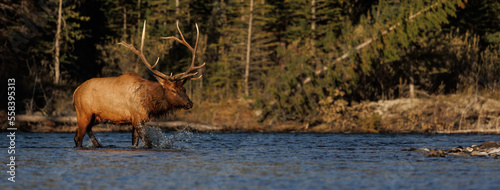 Φωτογραφία Bull Elk during the rut in the Canadian Rockies