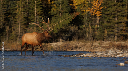 Bull Elk during the rut in the Canadian Rockies