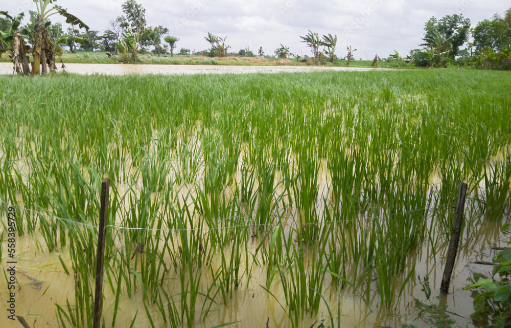 Obraz premium Paddy fields that almost drowned due to flooding caused by high rainfall 