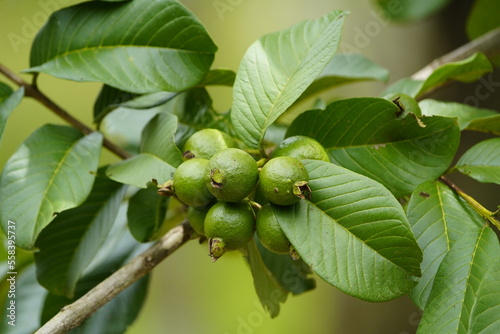 Wallpaper Mural Psidium guajava, Myrtaceae family. Mamori Lake, Amazonas – Brazil Torontodigital.ca