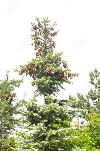 spruce with cones isolated on a white background
