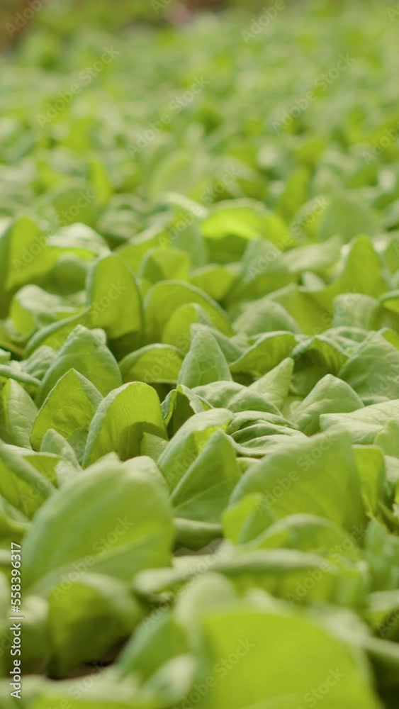 Extreme closeup of green lettuce leaves grown in organic farm being cultivated without pesticides looking ready for harvest. Selective focus on healthy plants growing in crop rows in hothouse. Extreme closeup of green lettuce leaves grown in organic farm being cultivated without pesticides looking ready for harvest. Selective focus on healthy plants growing in crop rows in hothouse.