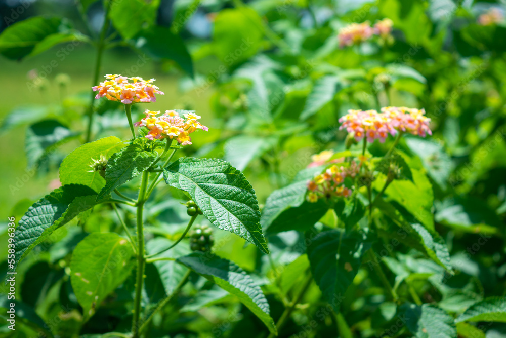 Lantana camara commonly known as west indian lantana Lantana camara commonly known as west indian lantana