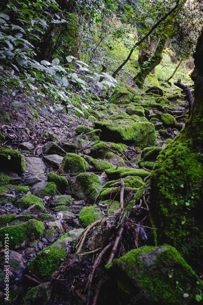 Trail through trees full of moss where, during the rainy season, a stream runs down.
