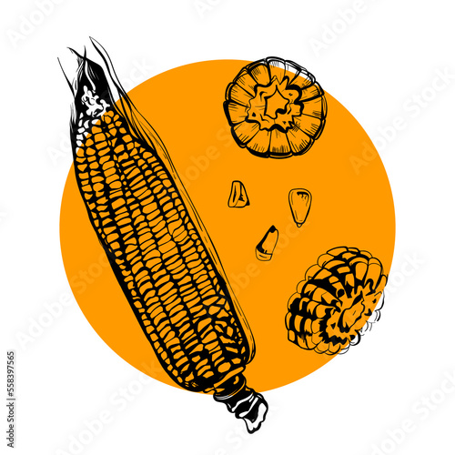 Vector corn on the cob