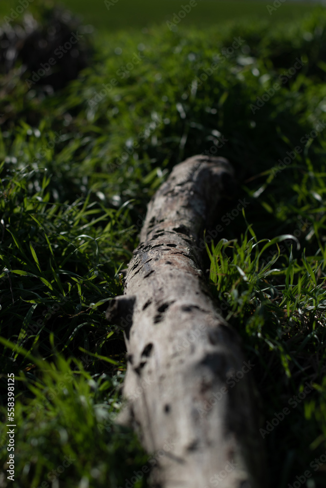 Alter Ast im Gras Alter Ast im Gras