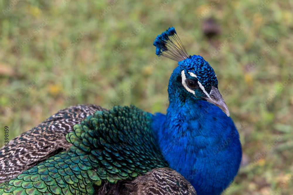 Obraz premium Real Alcazar de Sevilla