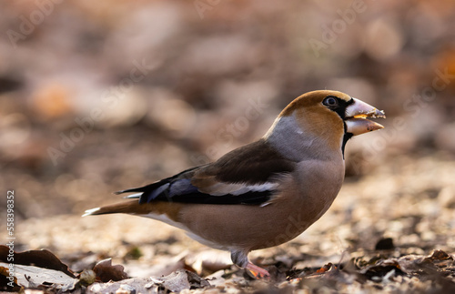 Kernbeißer (Coccothraustes coccothraustes ) close up in einem Waldstück , in Brandenburg 