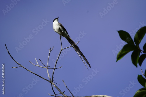  The fork-tailed flycatcher (Tyrannus savana) is a passerine bird of the tyrant flycatcher family.  © guentermanaus