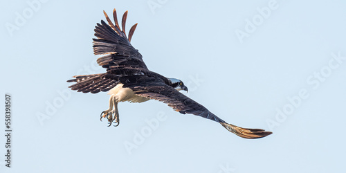 An Osprey (Pandion haliaetus) in flight against a clear sky in the Florida Keys, USA.