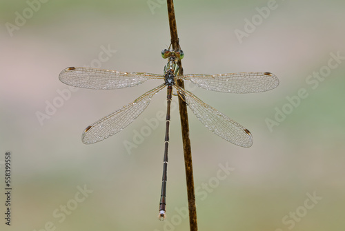 Wet southern emerald damselfly sitting with spread wings on a dry stem of grass. Morning dew. Blurred background. Genus Lestes barbarus. photo