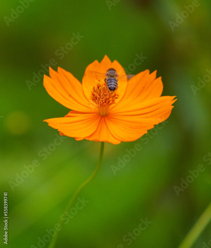 A flor do meu jardim