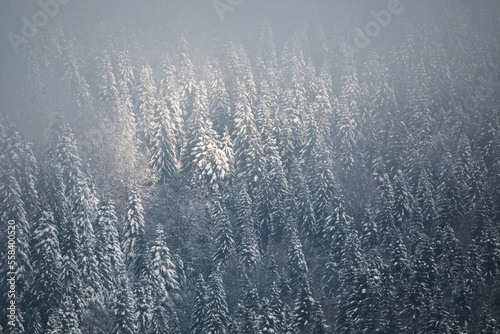 foggy forest. Winter nature...