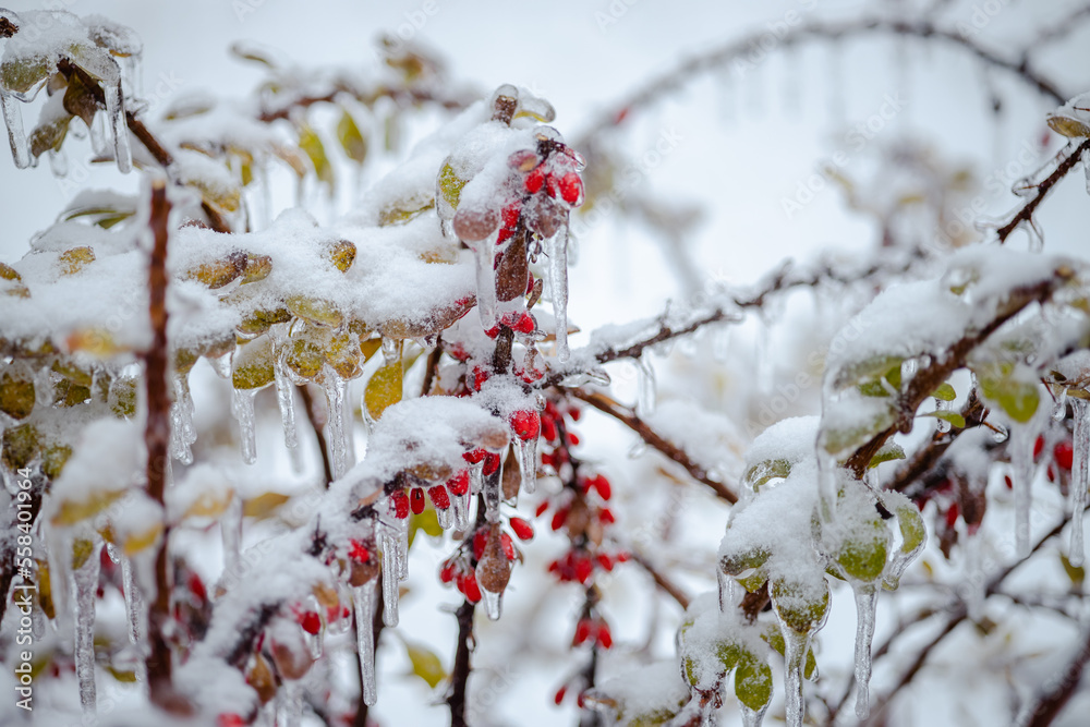 Colorful red berries and green leaves of berberis after the winter ice storm in Lviv