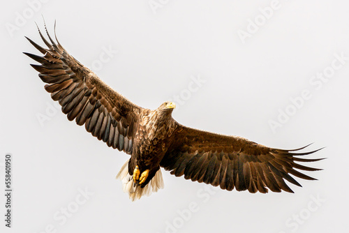 Soaring Sea Eagle - white tailed sea eagle, Isle of Mull