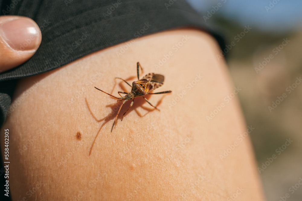 Obraz premium Close up of a brown bug