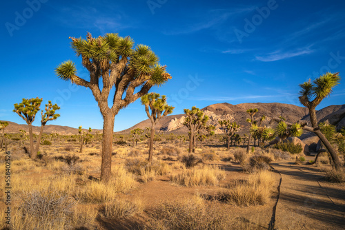 Joshua Tree National Park Hiking Trail Landscape Series  twisted  bristled Joshua trees over the field of boulders at Cap Rock Nature Trail  Twentynine Palms  Southern California  USA