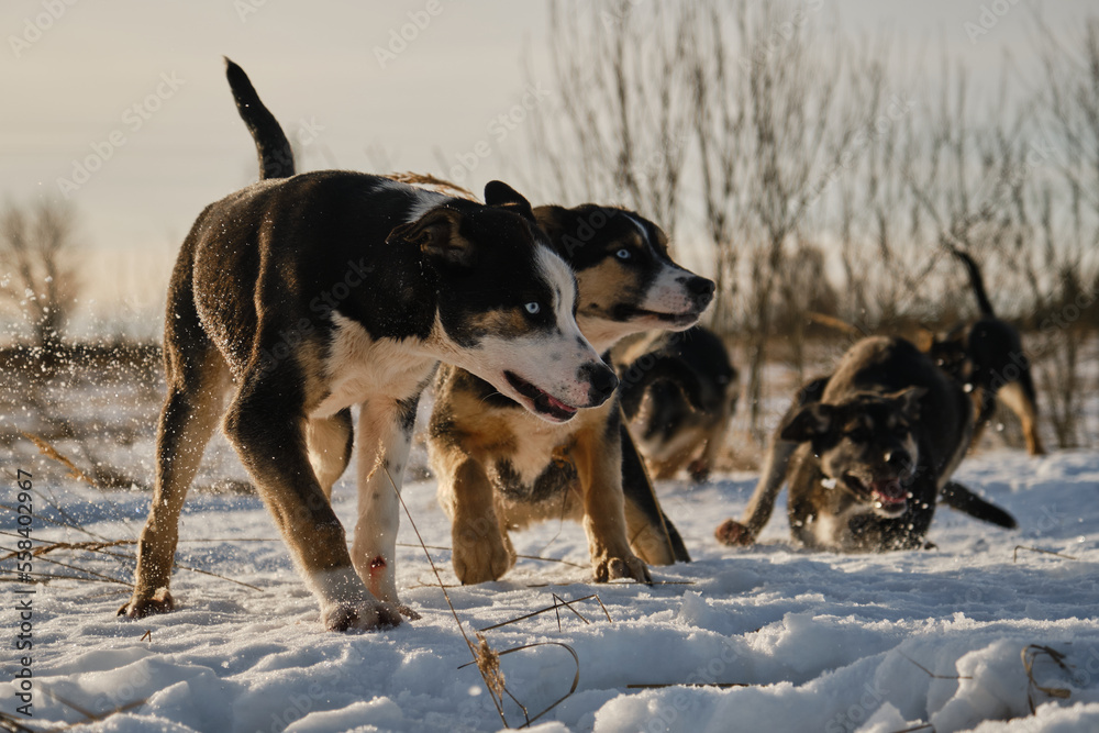 Alaskan husky puppies of same litter walk through snow in field on frosty sunny winter day. Young dogs have fun and actively spend time in nature. Sled dog kennel outside.