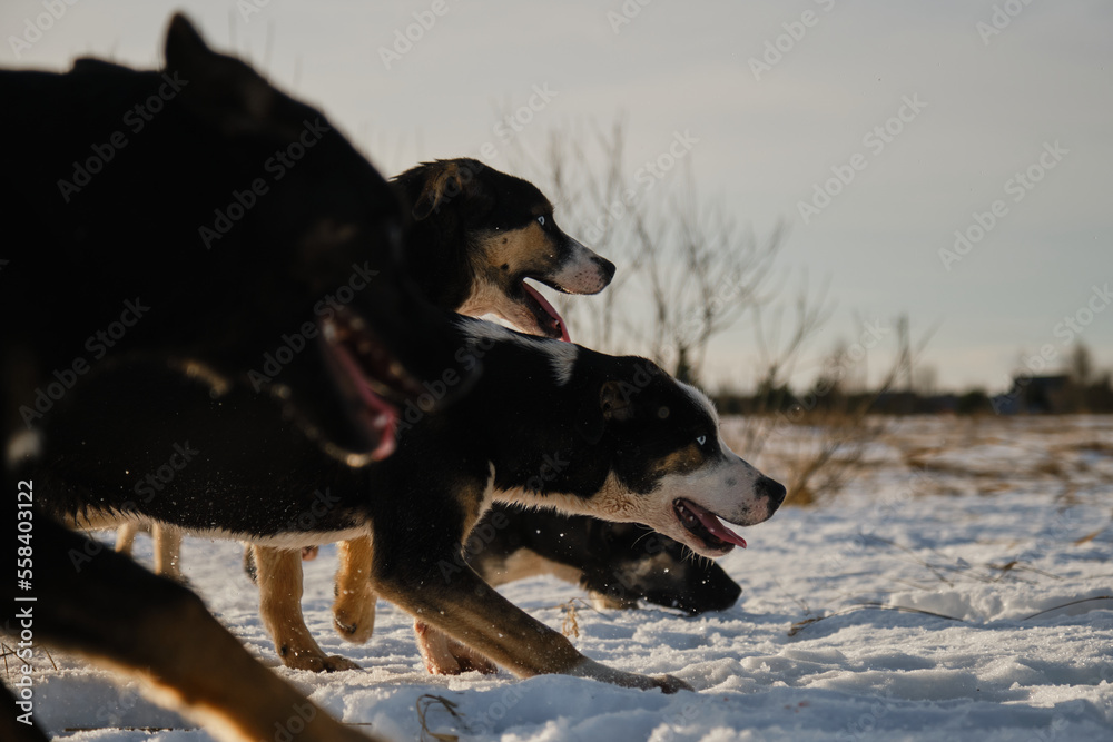 Alaskan husky puppies of same litter walk through snow in field on frosty sunny winter day. Young dogs have fun and actively spend time in nature. Sled dog kennel outside. Side view. Portrait profile. Alaskan husky puppies of same litter walk through snow in field on frosty sunny winter day. Young dogs have fun and actively spend time in nature. Sled dog kennel outside. Side view. Portrait profile.