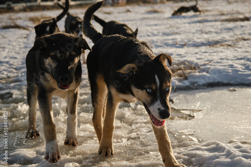 Alaskan husky puppies same litter walk through snow in field on frosty sunny winter day. Young dogs have fun and actively spend time in nature. Sled dog kennel outside. Front view. Run across puddle. © Ekaterina
