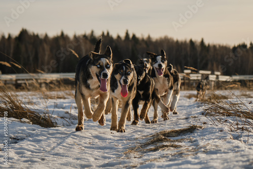 Alaskan husky puppies of same litter walk through snow in field on frosty sunny winter day. Young dogs have fun and actively spend time in nature. Sled dog kennel outside. Front view. © Ekaterina