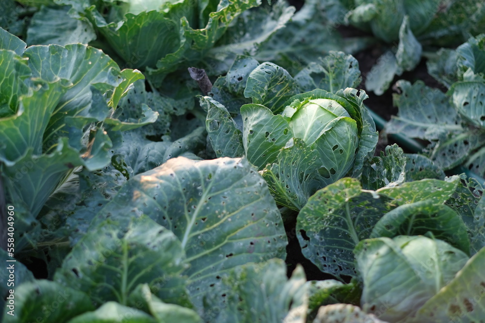 Young cabbage grows on a plot of land on a farm in a vegetable garden. Growing cabbage at home. Environmentally friendly product for a healthy diet Young cabbage grows on a plot of land on a farm in a vegetable garden. Growing cabbage at home. Environmentally friendly product for a healthy diet