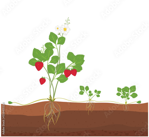 Asexual reproduction of strawberry png image