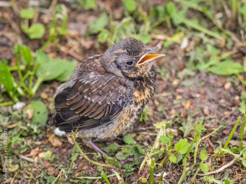 A fieldfare chick, Turdus pilaris, has left the nest and sitting on the spring lawn. A fieldfare chick sits on the ground and waits for food from its parents. © Dmitrii Potashkin