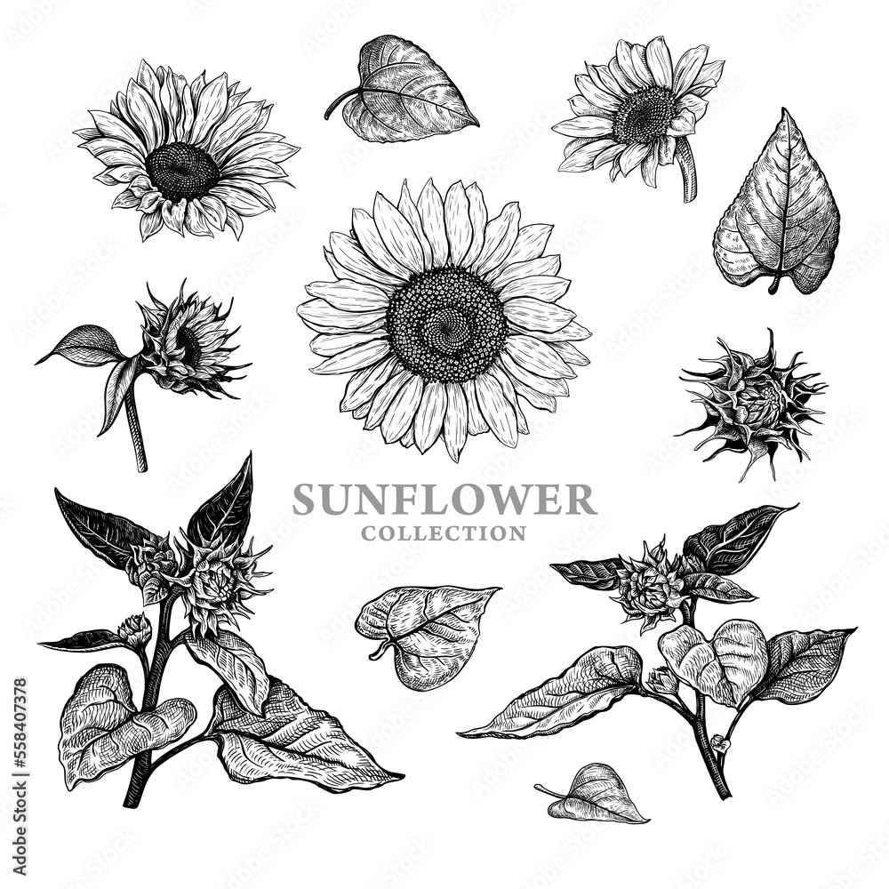 Set of hand drawn luxurious Sunflowers. Vector illustration of plant ...