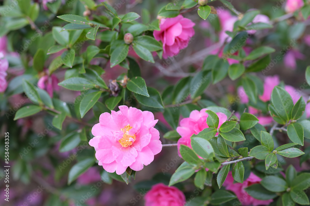 Evergreen camellia plant with beautiful pink flowers gently blowin