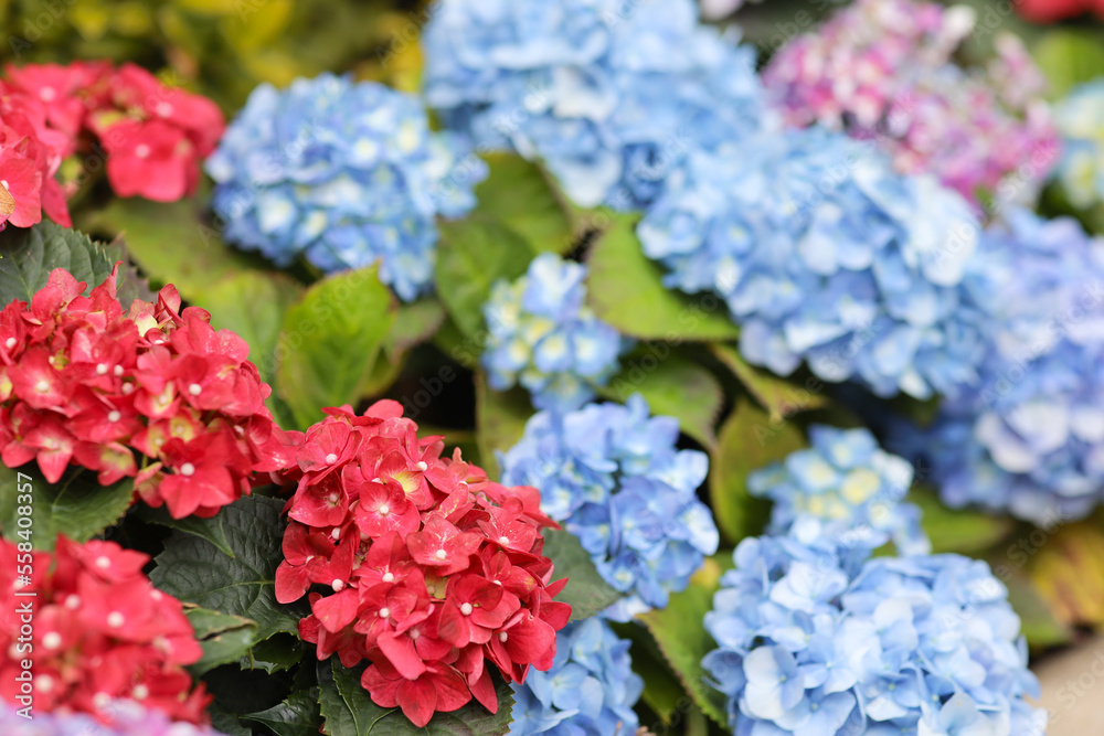 Fototapeta premium Colorful hydrangea flower garden , nature concept