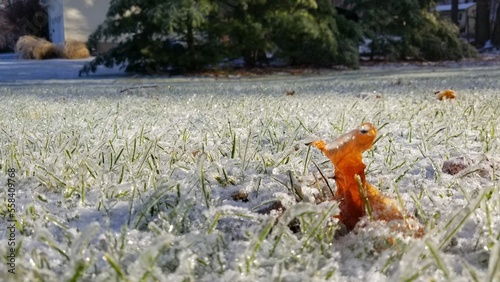Frosty © Kyle