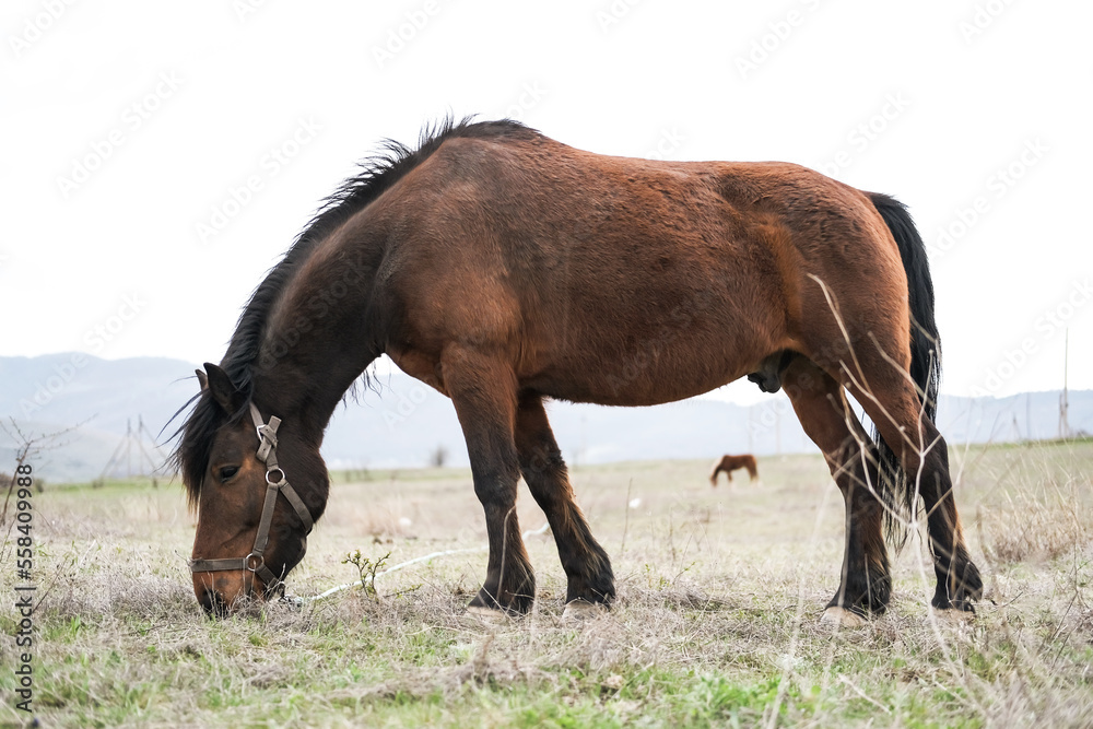A beautiful thoroughbred horse eats grass on a green lawn in the sunset. A beautiful thoroughbred horse eats grass on a green lawn in the sunset.