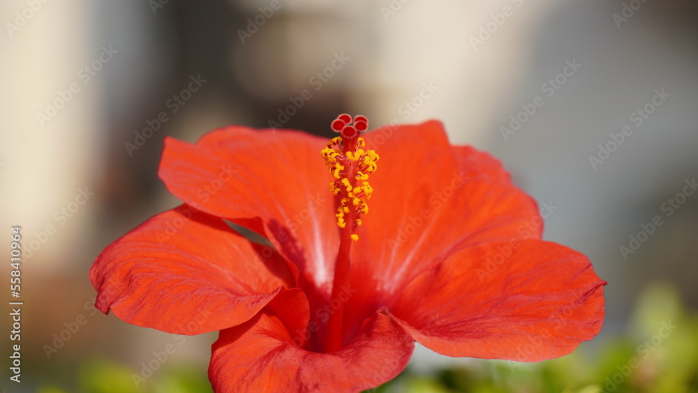 Blossom of tropical Hibiscus red flower. The tropical plant Hibiscus Rosa-sinensis, at bloom in a botanic garden. Blossom of tropical Hibiscus red flower. The tropical plant Hibiscus Rosa-sinensis, at bloom in a botanic garden.