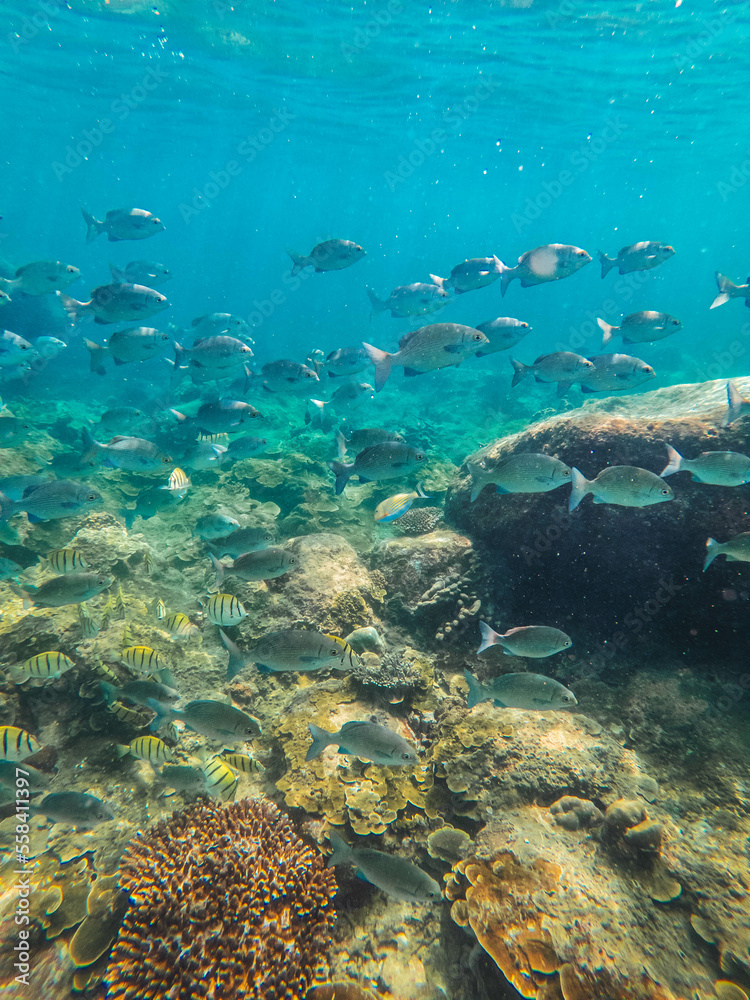 Fototapeta premium corales